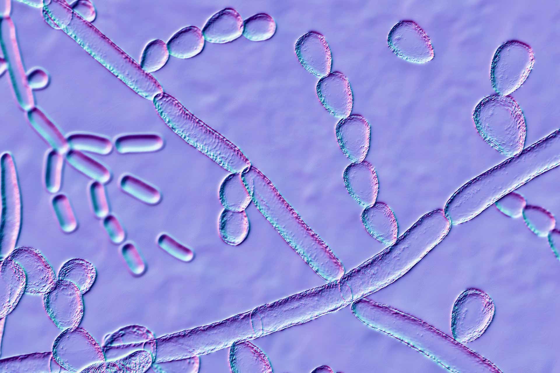 The Microbiome Balance: What Is It? Why Does It Matter?